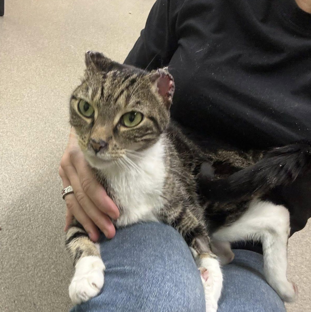 Enlarge Harriet, a ADOPTABLE Domestic Short Hair in Edison, NJ image 1/1