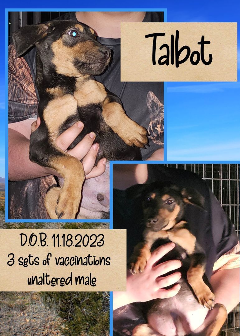 Enlarge Talbot, a Adoptable mixed breed in Kermit, TX image 1/1
