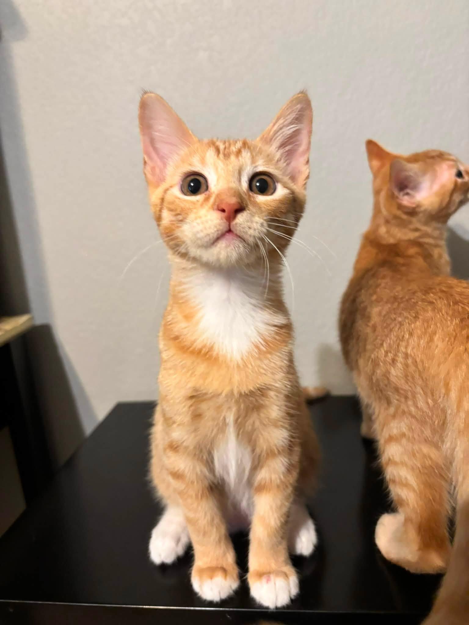 Enlarge Taki, a ADOPTABLE Domestic Short Hair in Midland, TX image 1/1