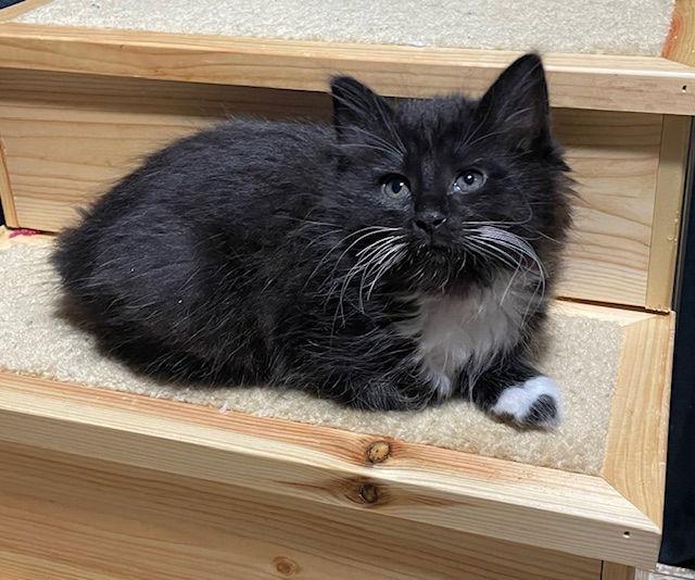 Crisp bonded (see description), Adopted, Kitten Female Domestic Medium Hair.