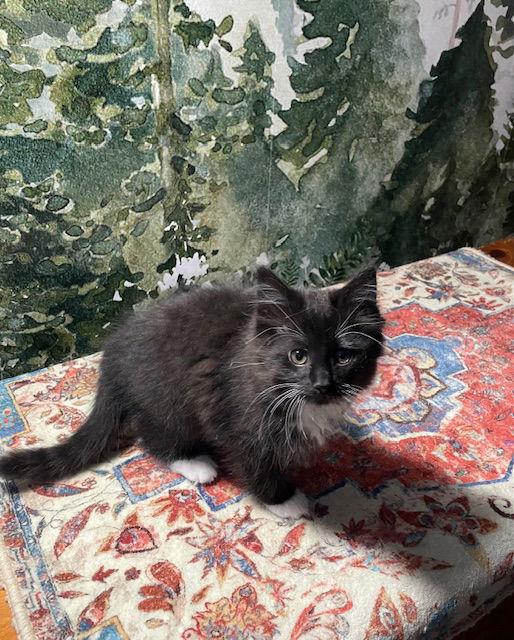 Enlarge Crisp bonded (see description), a Adopted Domestic Medium Hair in Macedonia, OH image 2/3