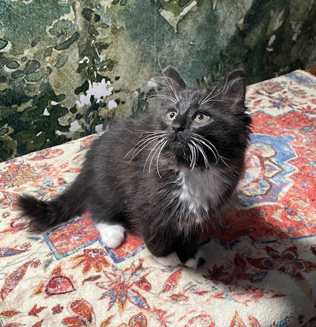 Enlarge Crisp bonded (see description), a Adopted Domestic Medium Hair in Macedonia, OH image 3/3
