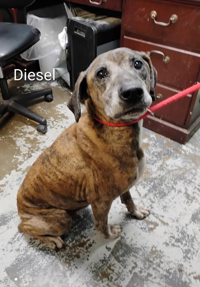Diesel #26, Adoptable, Senior Male Mountain Cur.