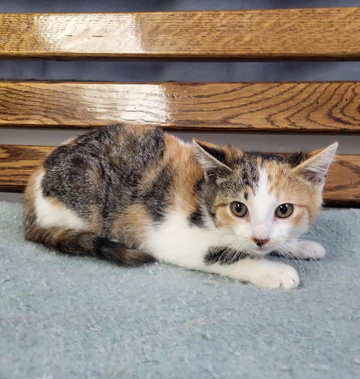 Tiffany, Adopted, Young Female Domestic Short Hair.