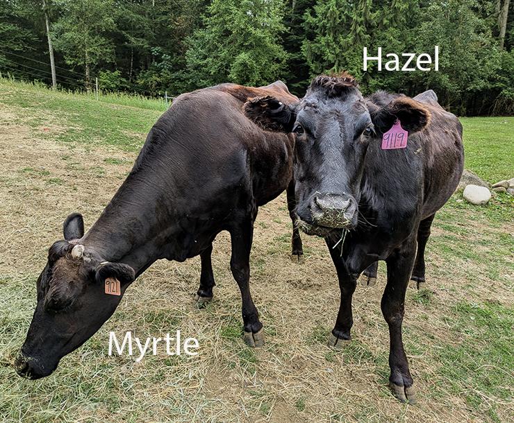 Hazel & Myrtle, Adult Female Angus