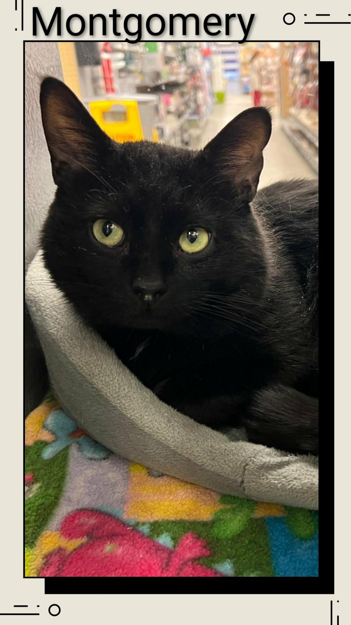 Enlarge Montgomery, a Adoptable Domestic Short Hair in Caistor Centre, ON image 1/1