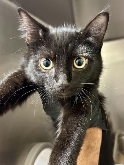 Happy, Adoptable, Kitten Male Domestic Short Hair.