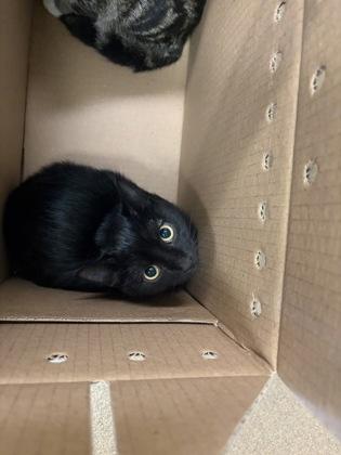 Enlarge Happy, a Adoptable mixed breed in Wichita, KS image 2/2