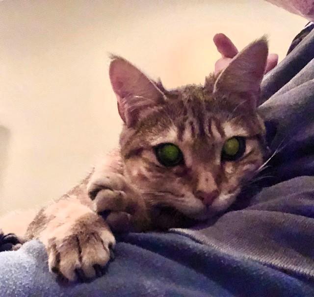 Enlarge Tigger, a Adoptable Domestic Short Hair in Wayland, MA image 2/6