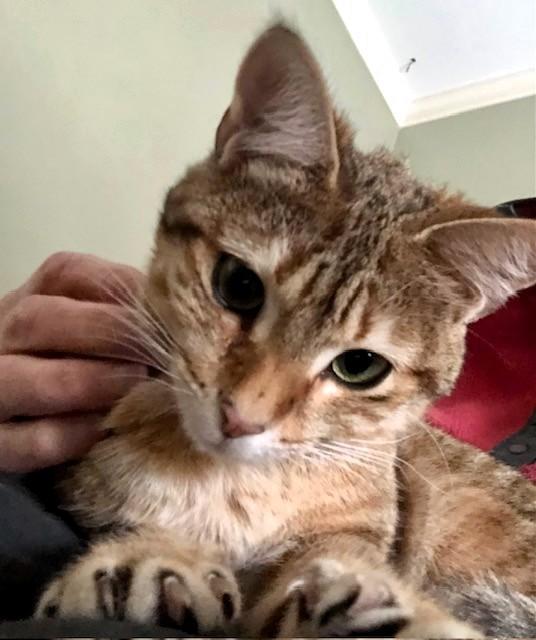 Enlarge Tigger, a Adoptable Domestic Short Hair in Wayland, MA image 3/6