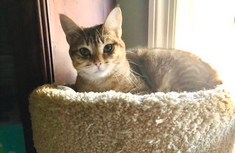 Enlarge Tigger, a Adoptable Domestic Short Hair in Wayland, MA image 4/6