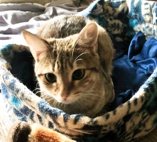 Enlarge Tigger, a Adoptable Domestic Short Hair in Wayland, MA image 5/6