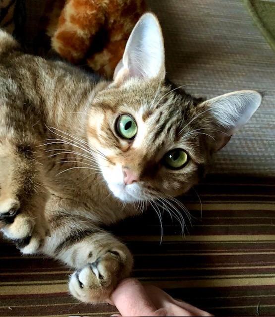 Tigger, Adoptable, Young Female Domestic Short Hair.