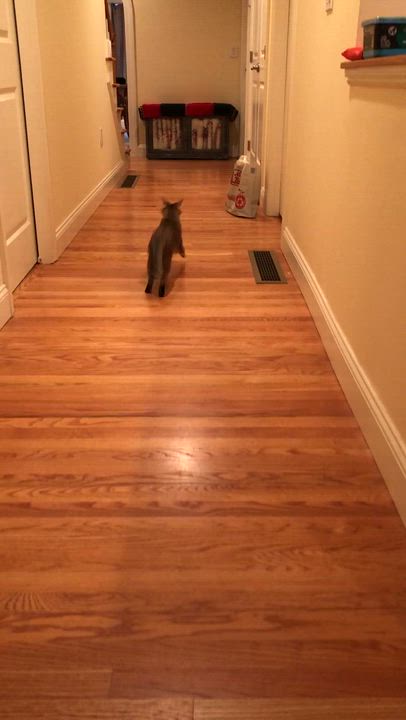 Enlarge Tigger, a Adoptable Domestic Short Hair in Wayland, MA video 6/6