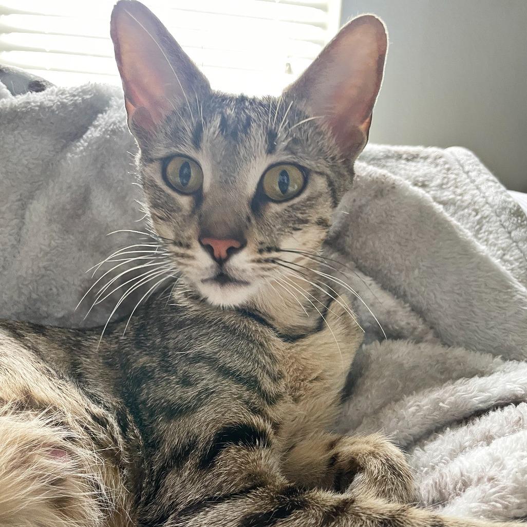 Bobbie, Adoptable, Young Female Domestic Short Hair & Domestic Short Hair.