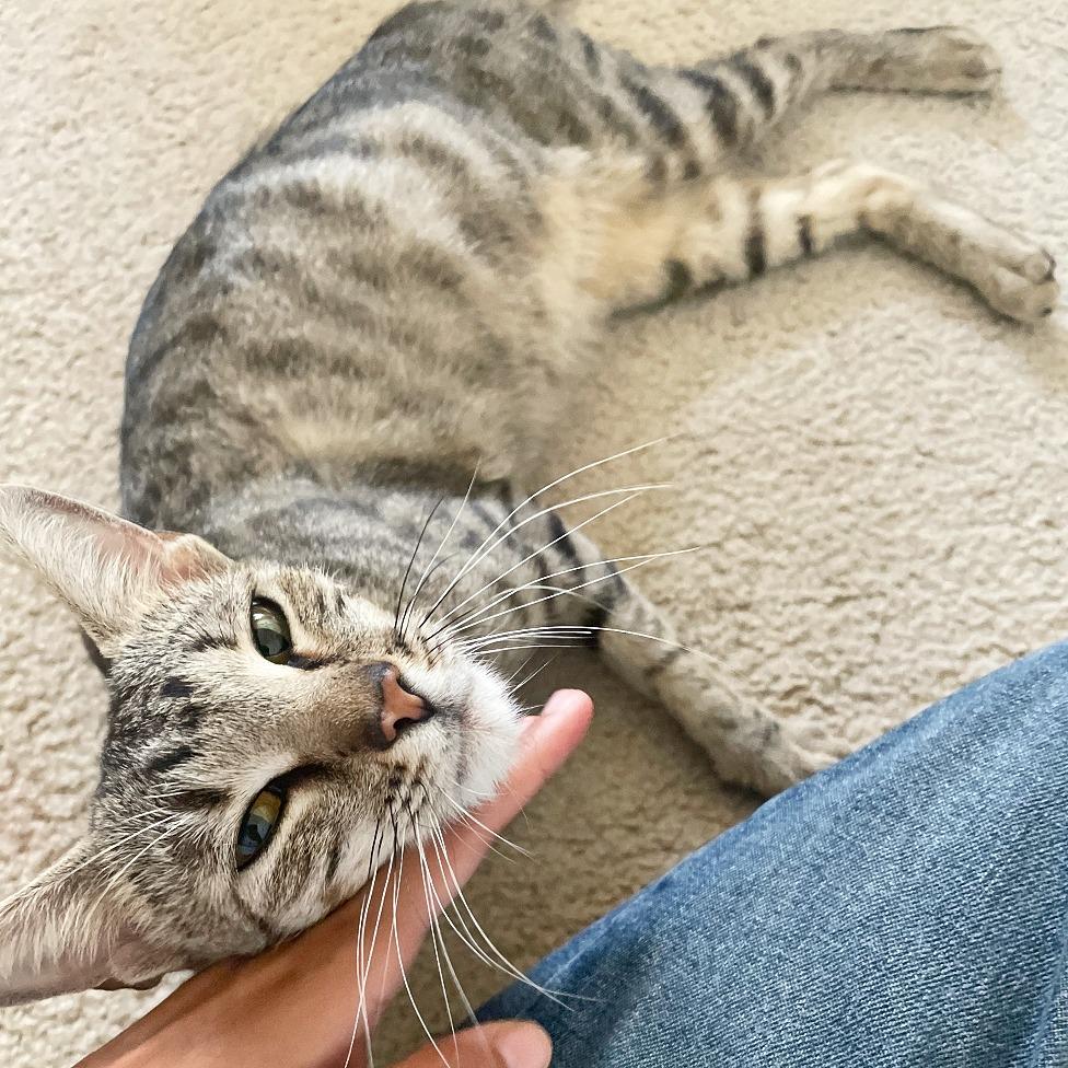 Enlarge Bobbie, a Adoptable mixed breed in Flower Mound, TX image 3/3