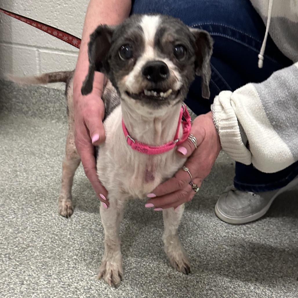 Enlarge Celeste, a Adoptable Mixed Breed in Hinsdale, IL image 1/3