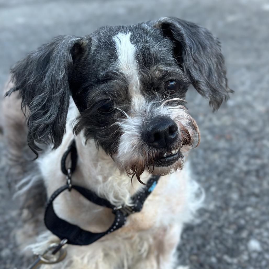 Enlarge Celeste, a Adoptable Mixed Breed in Hinsdale, IL image 2/3