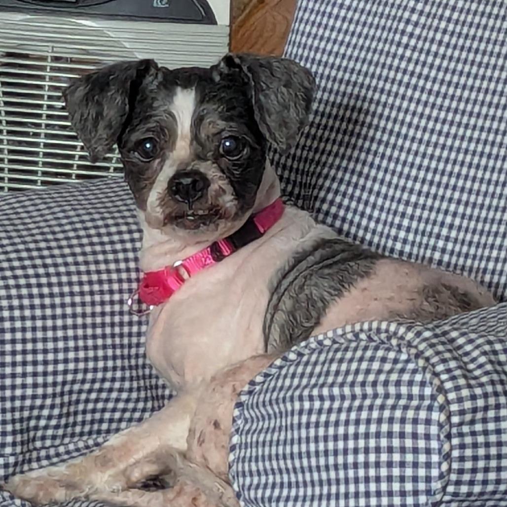 Enlarge Celeste, a Adoptable Mixed Breed in Hinsdale, IL image 3/3