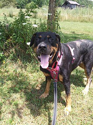 Rosa, a Adoptable Rottweiler in Westminster, MD image 1/3