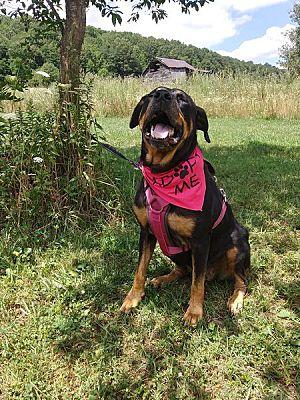 Enlarge Rosa, a Adoptable Rottweiler in Westminster, MD image 2/3