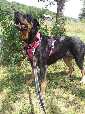 Rosa, a Adoptable Rottweiler in Westminster, MD image 3/3