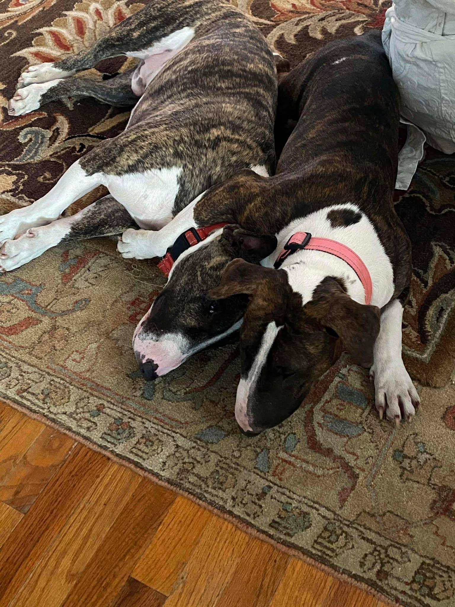 Enlarge 25-060 Timone, a Adoptable Bull Terrier in New York, NY image 1/6