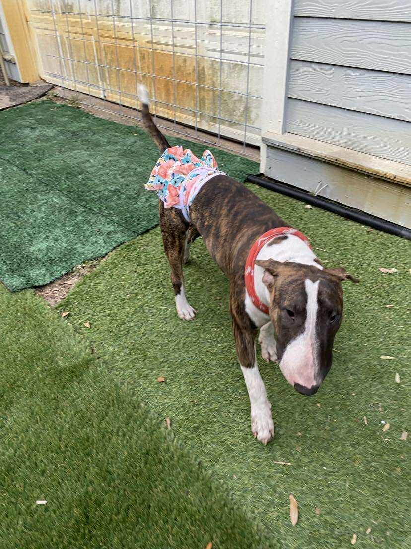 Enlarge 25-060 Timone, a Adoptable Bull Terrier in New York, NY image 2/6