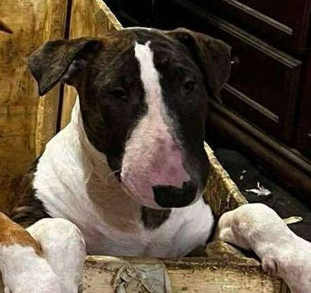 Enlarge 25-060 Timone, a Adoptable Bull Terrier in New York, NY image 4/6