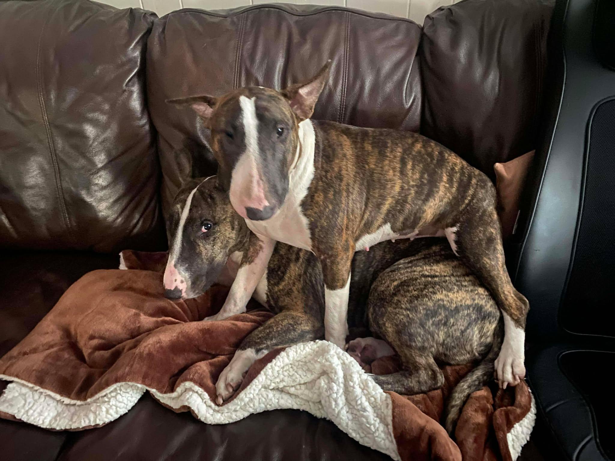 Enlarge 25-060 Timone, a Adoptable Bull Terrier in New York, NY image 5/6