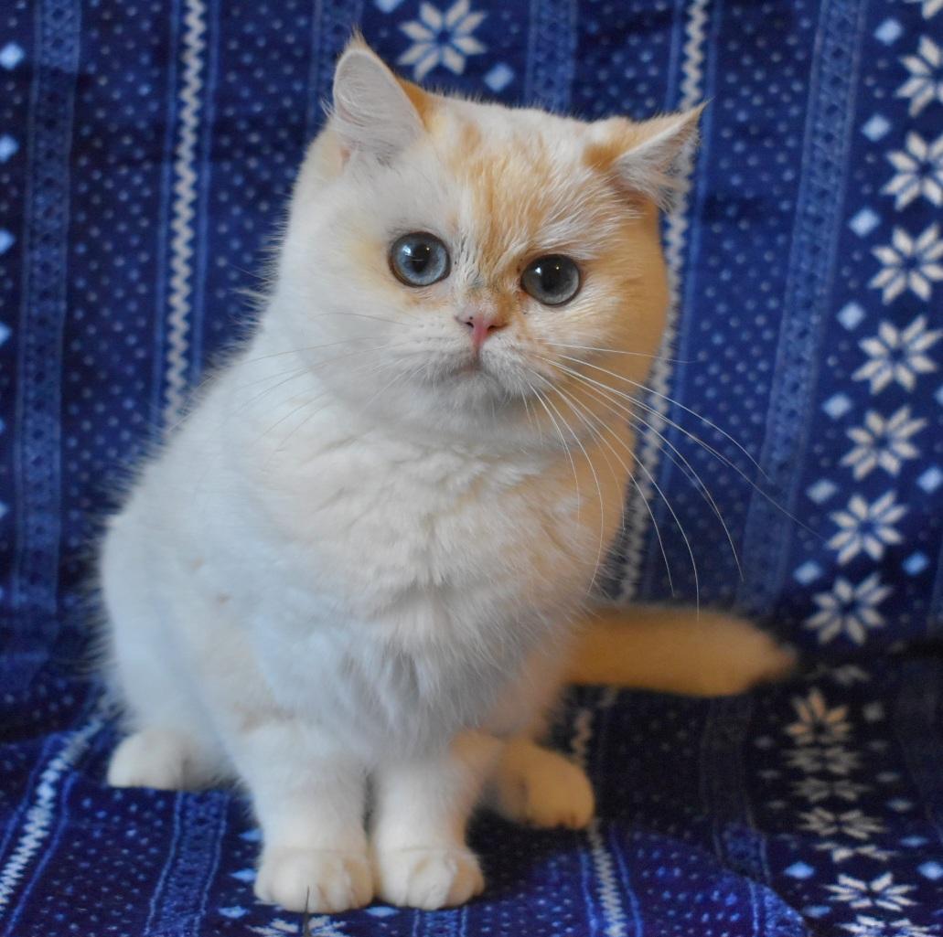 Ava, adopted, Young Female British Shorthair.