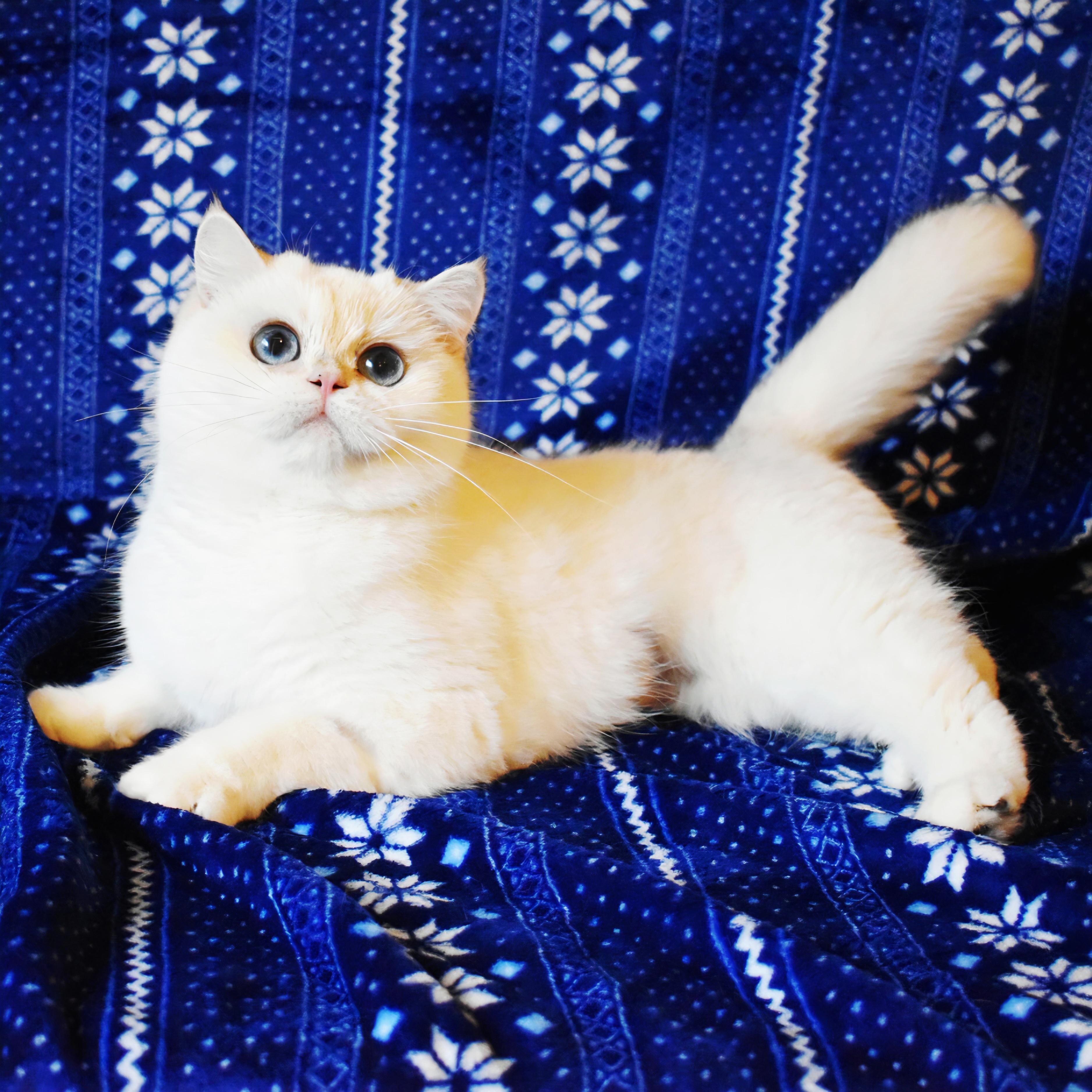 Ava, an adopted British Shorthair in Davis, CA image 3/3