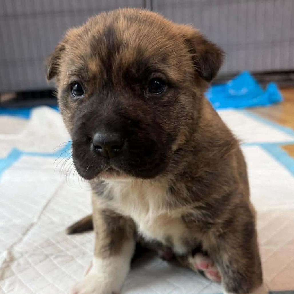 Enlarge Rocky (Blue), a Adoptable mixed breed in Brainerd, MN image 1/1