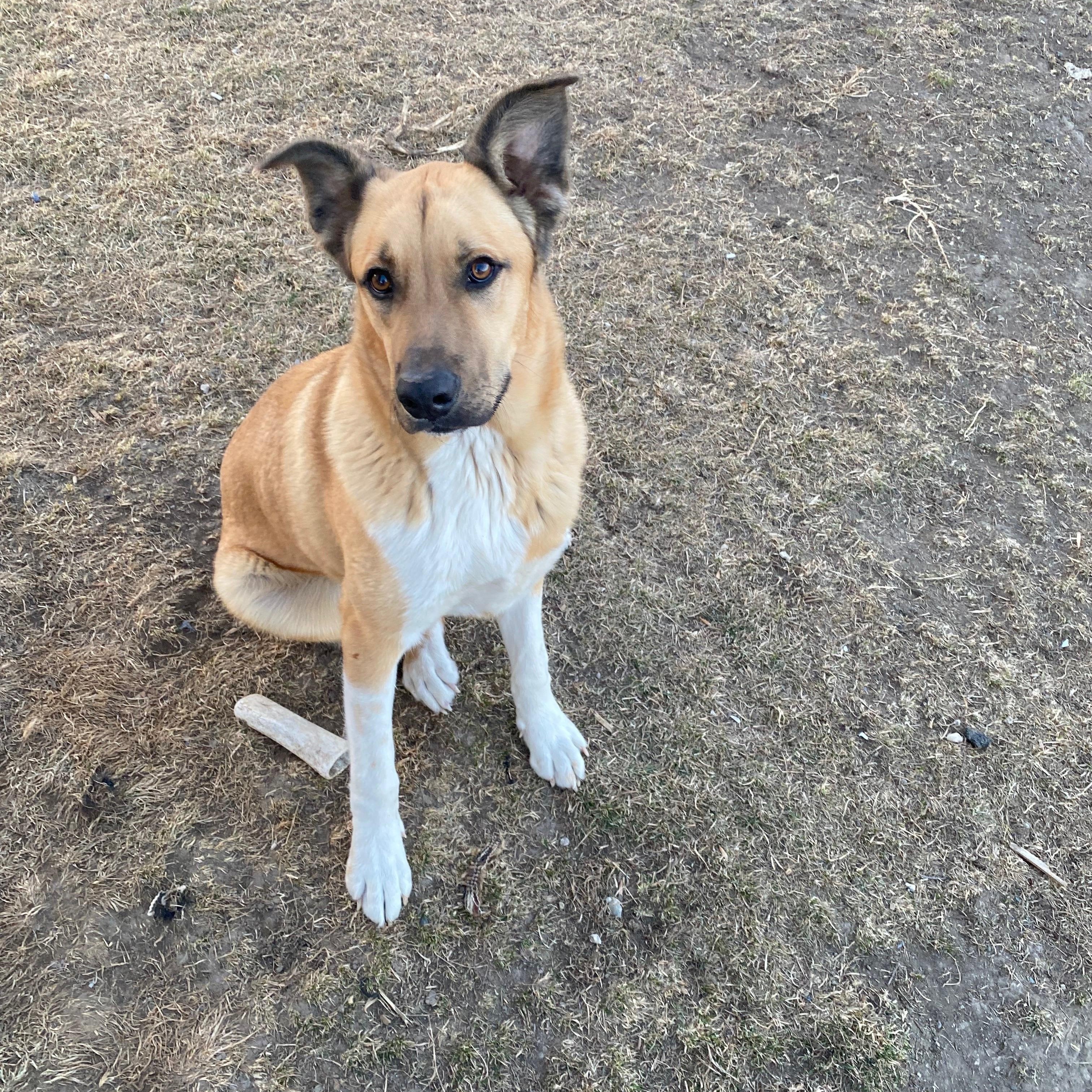 Enlarge Thor, an adopted mixed breed in Billings, MT image 1/2