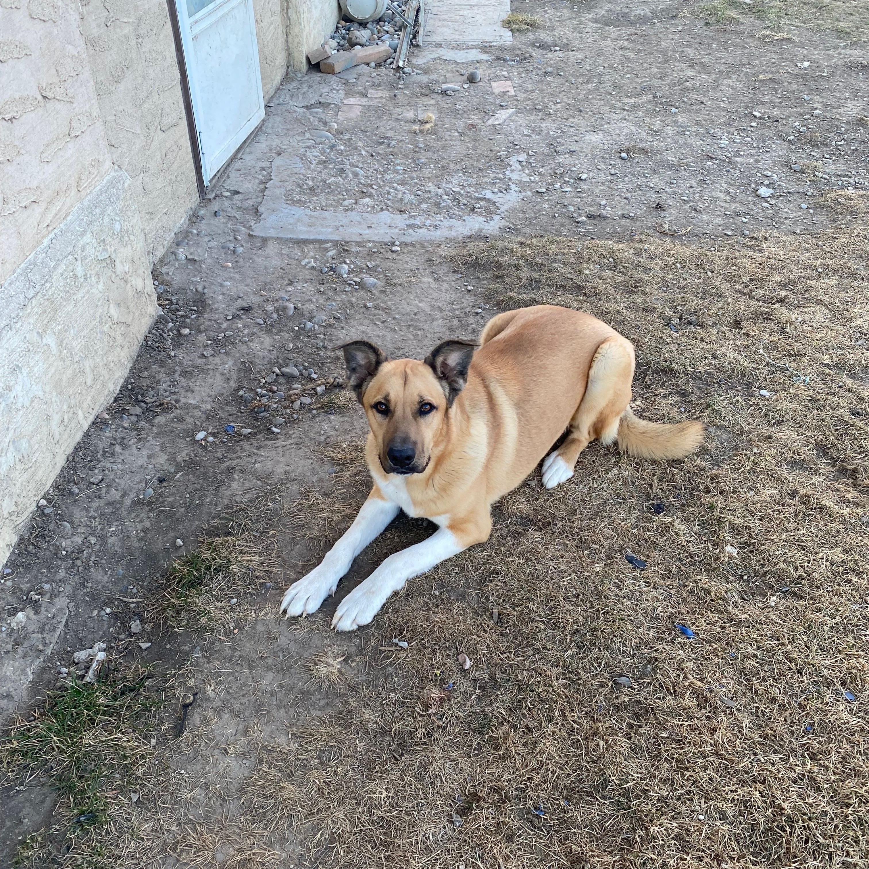 Enlarge Thor, an adopted mixed breed in Billings, MT image 2/2