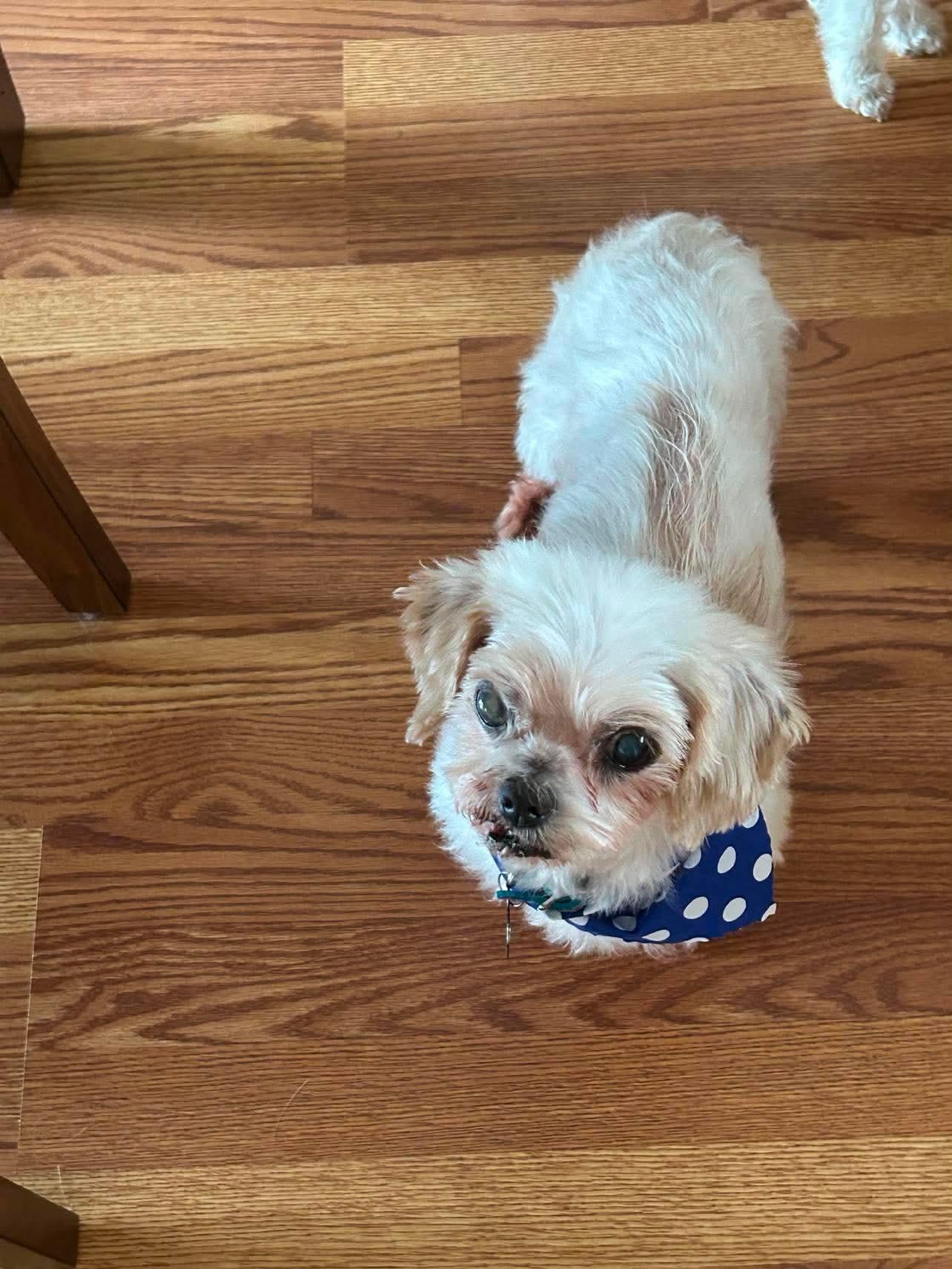 Petey, a ADOPTABLE mixed breed in Whitewater, WI image 5/6