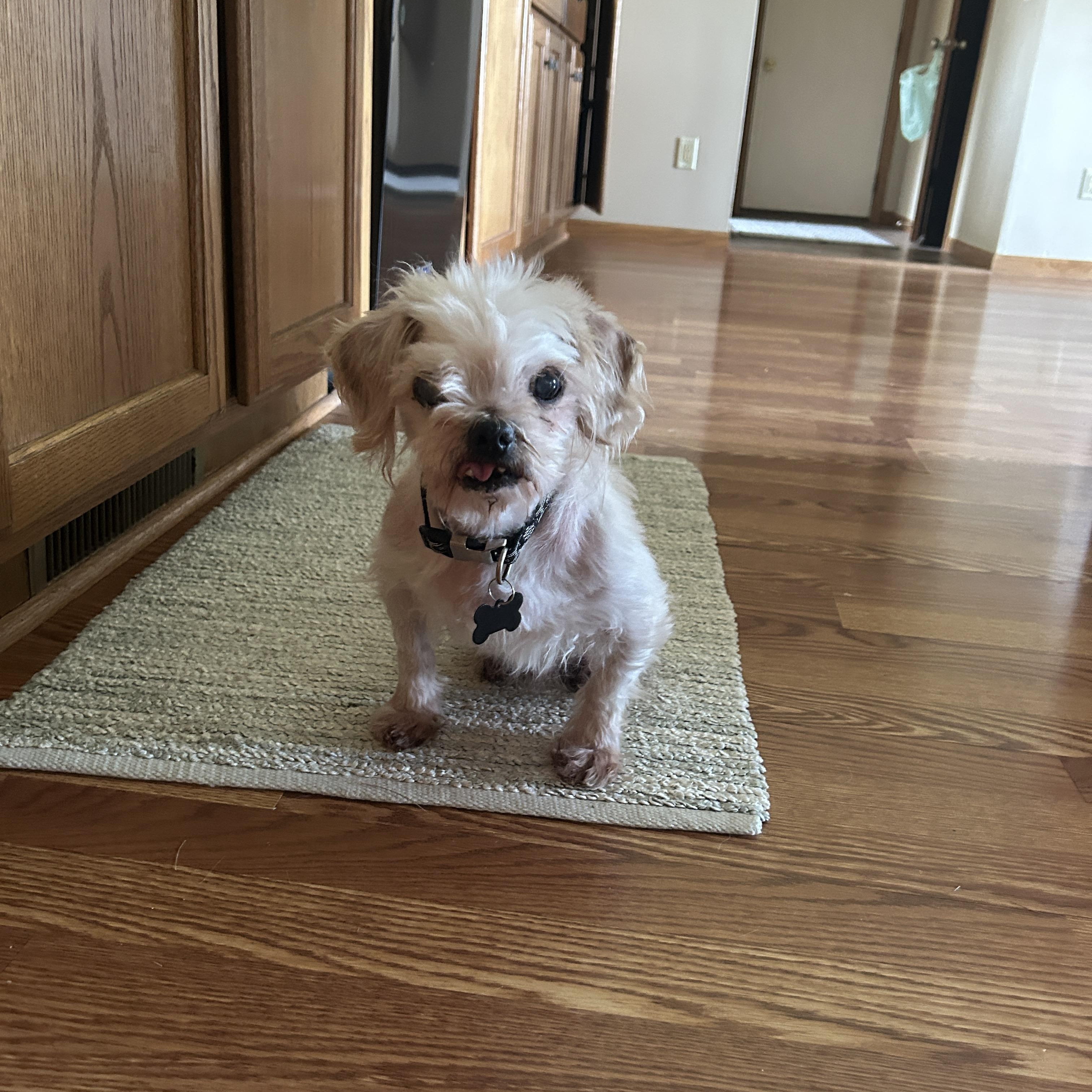 Petey, a ADOPTABLE mixed breed in Whitewater, WI image 2/6