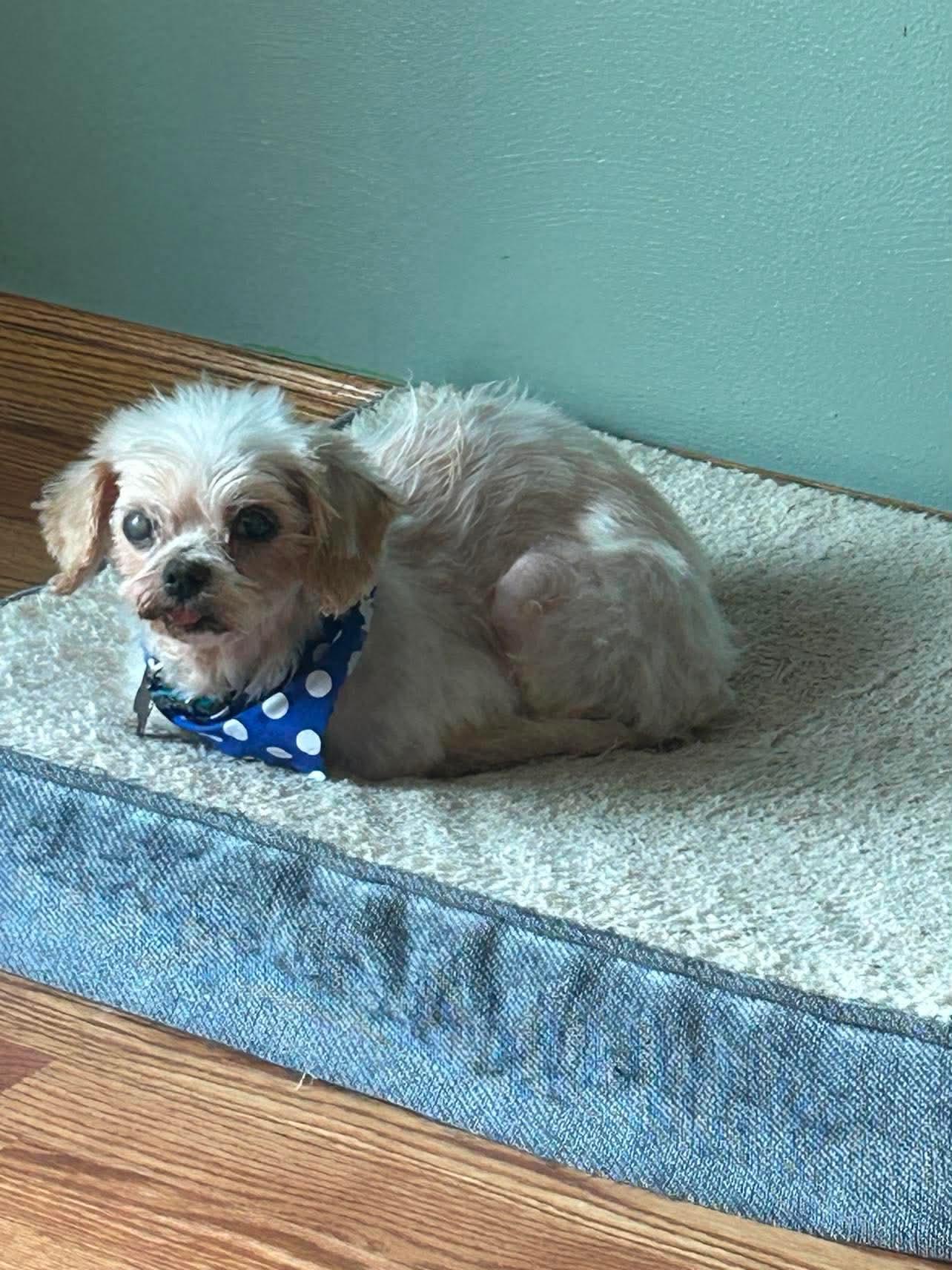 Petey, a ADOPTABLE mixed breed in Whitewater, WI image 4/6