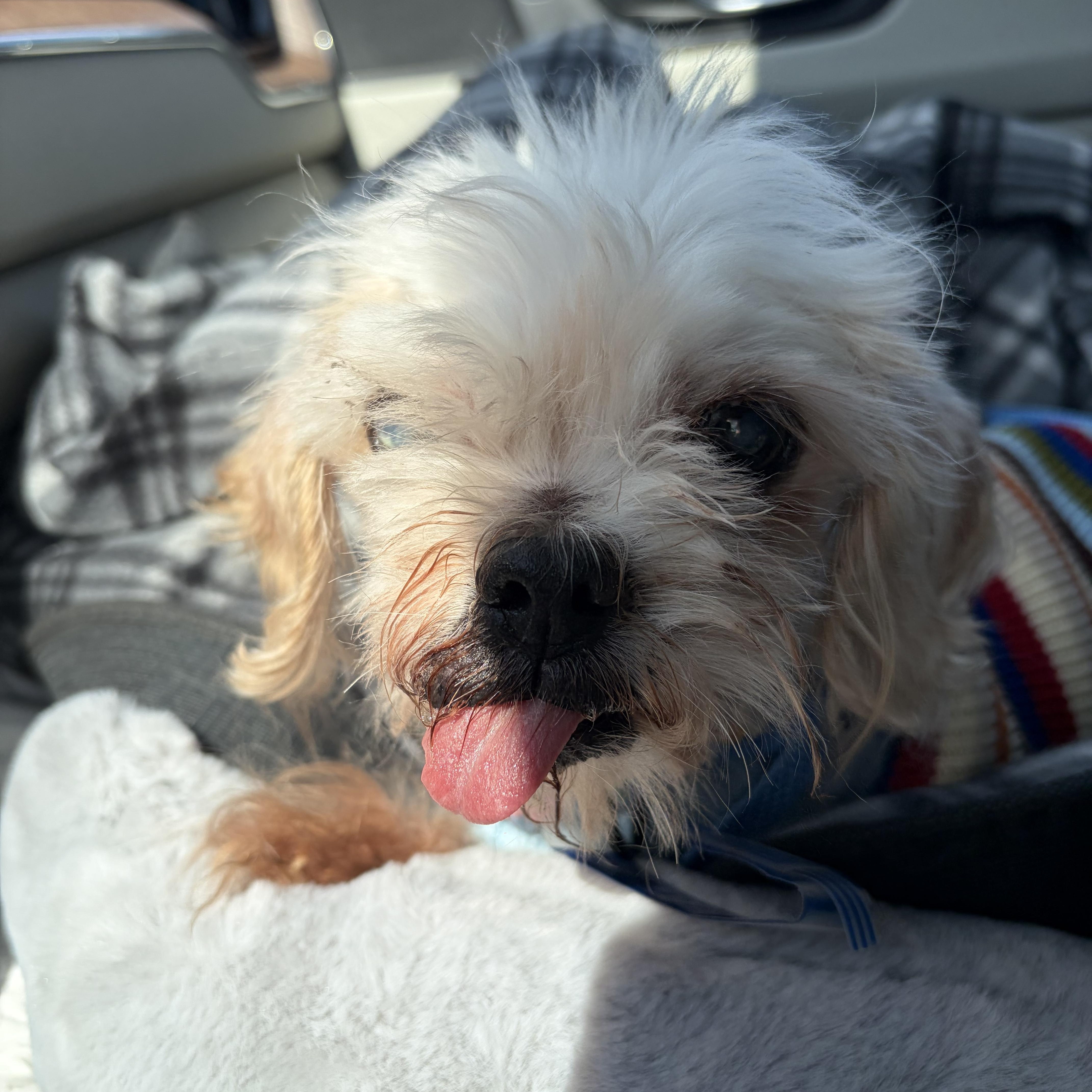 Petey, a ADOPTABLE mixed breed in Whitewater, WI image 3/6