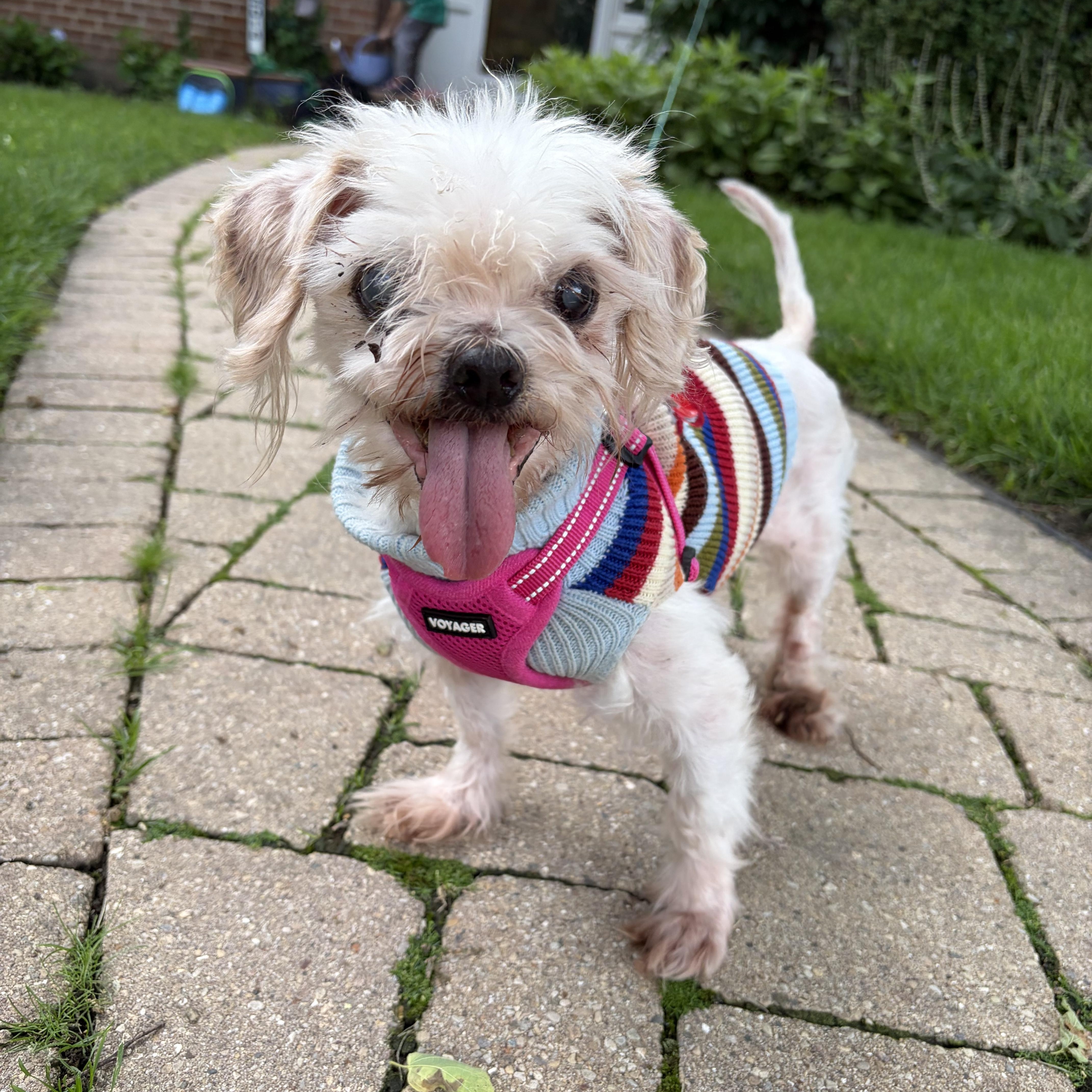 Petey, ADOPTABLE, Senior Male Shih Tzu & Silky Terrier.