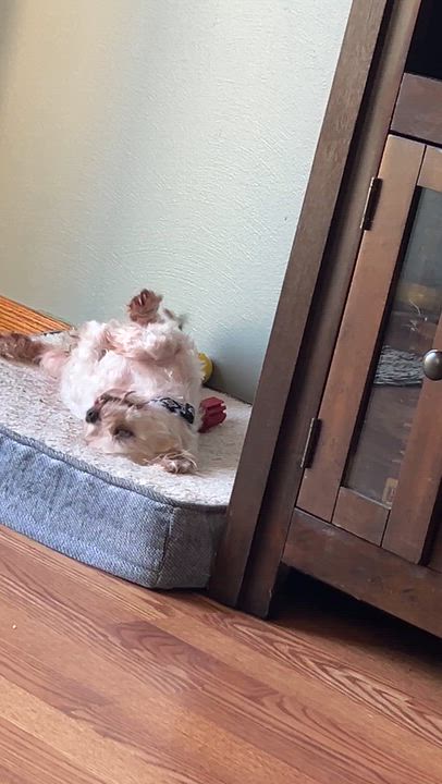 Enlarge Petey, a ADOPTABLE mixed breed in Whitewater, WI video 6/6