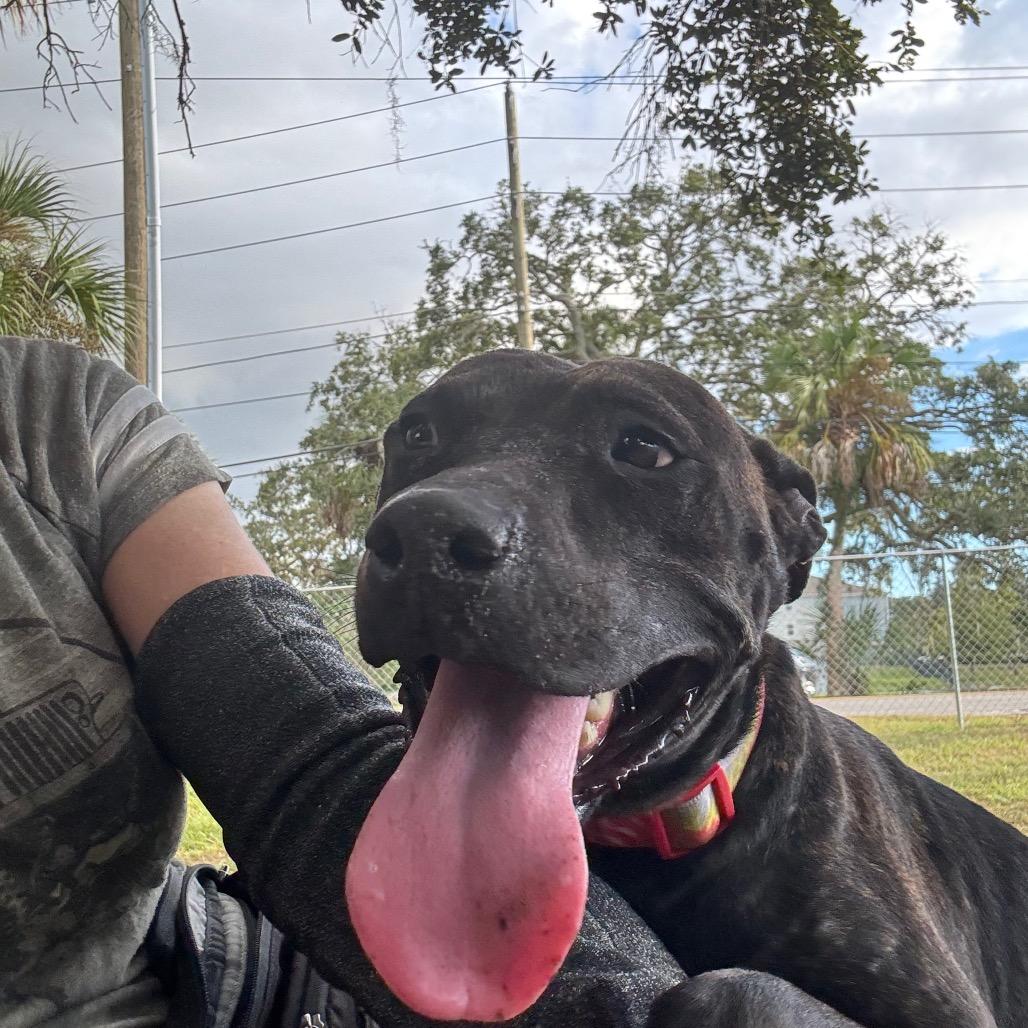 Enlarge Pepper, a Adoptable Pit Bull Terrier in Port Richey, FL image 1/6