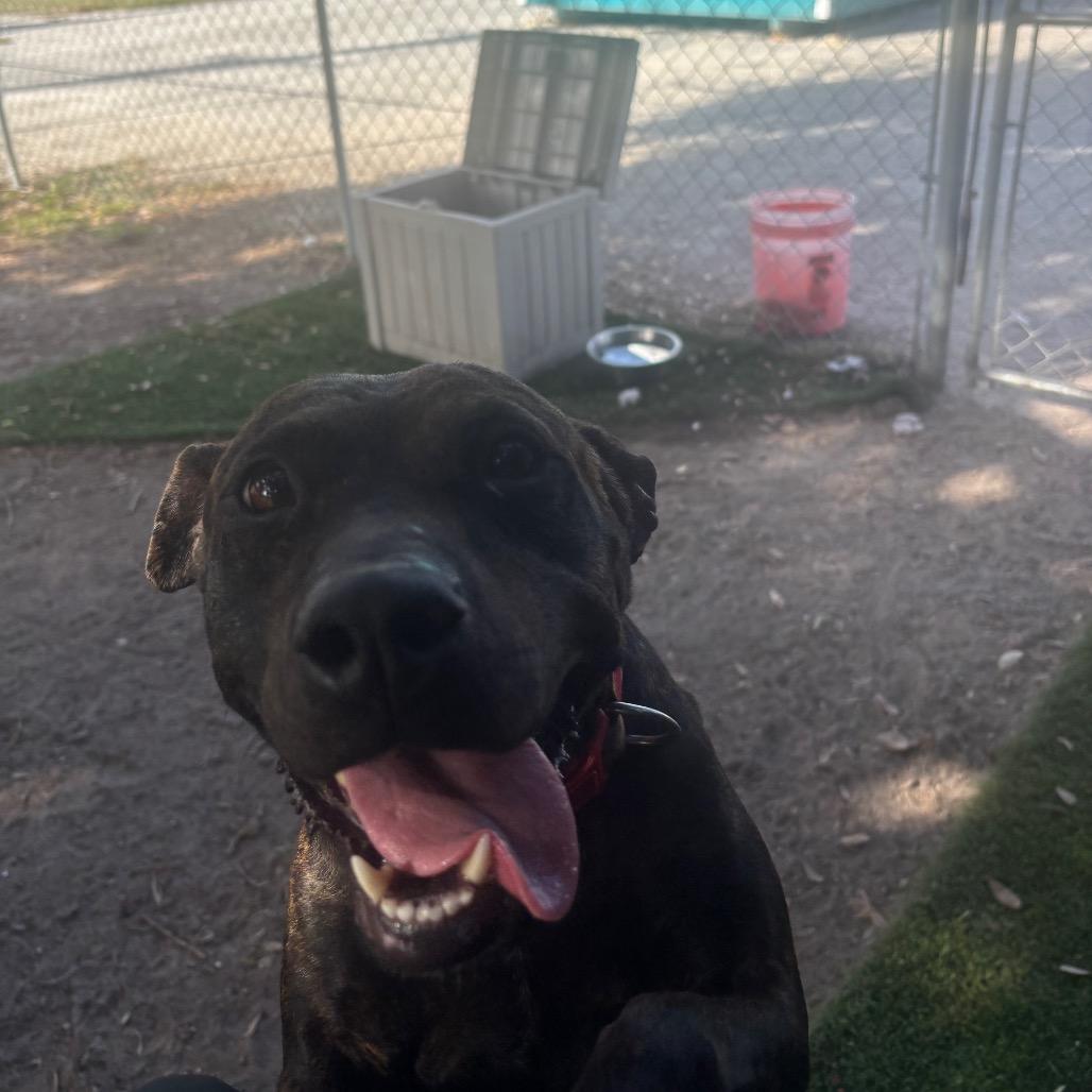 Pepper, Adoptable, Adult Female Pit Bull Terrier.