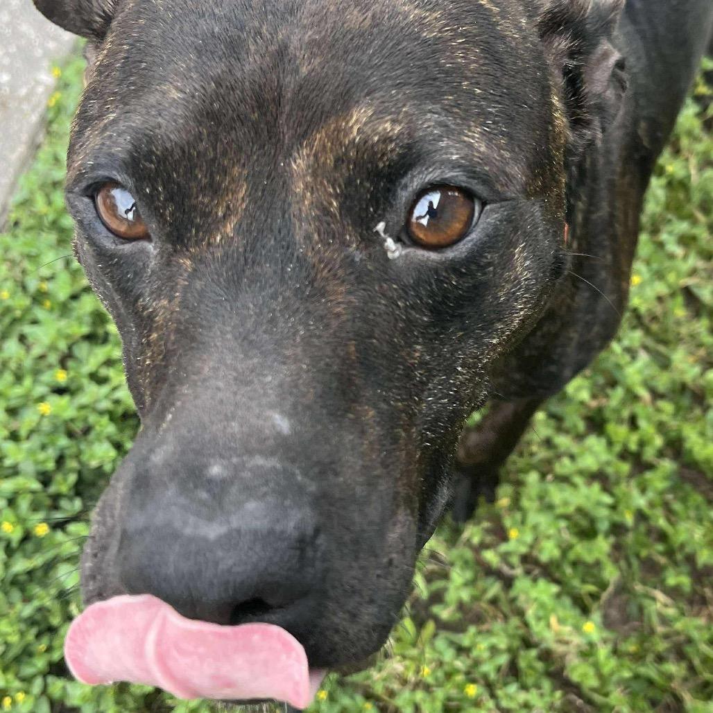 Enlarge Pepper, a Adoptable Pit Bull Terrier in Port Richey, FL image 3/6