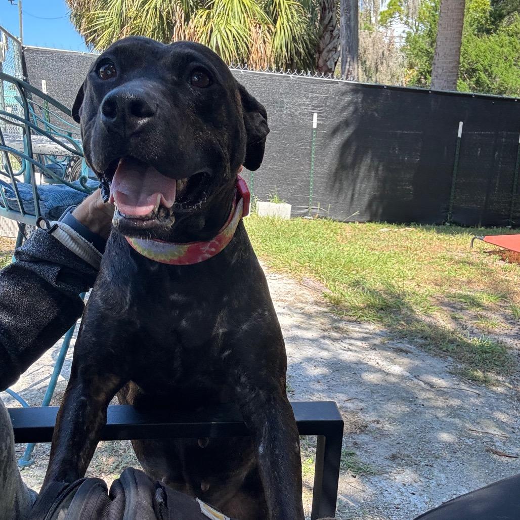 Enlarge Pepper, a Adoptable Pit Bull Terrier in Port Richey, FL image 4/6