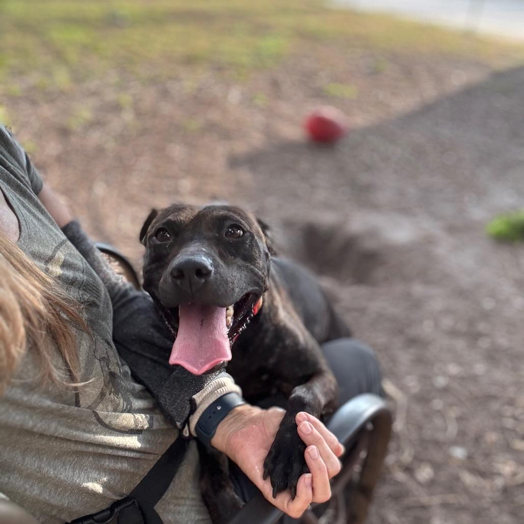 Enlarge Pepper, a Adoptable Pit Bull Terrier in Port Richey, FL image 5/6