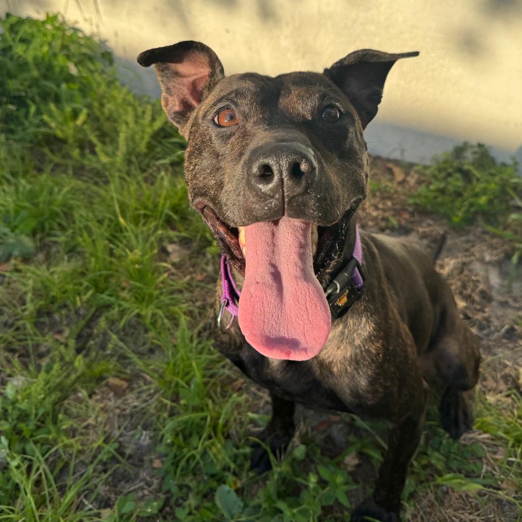 Pepper, a Adoptable Pit Bull Terrier in Port Richey, FL image 5/6
