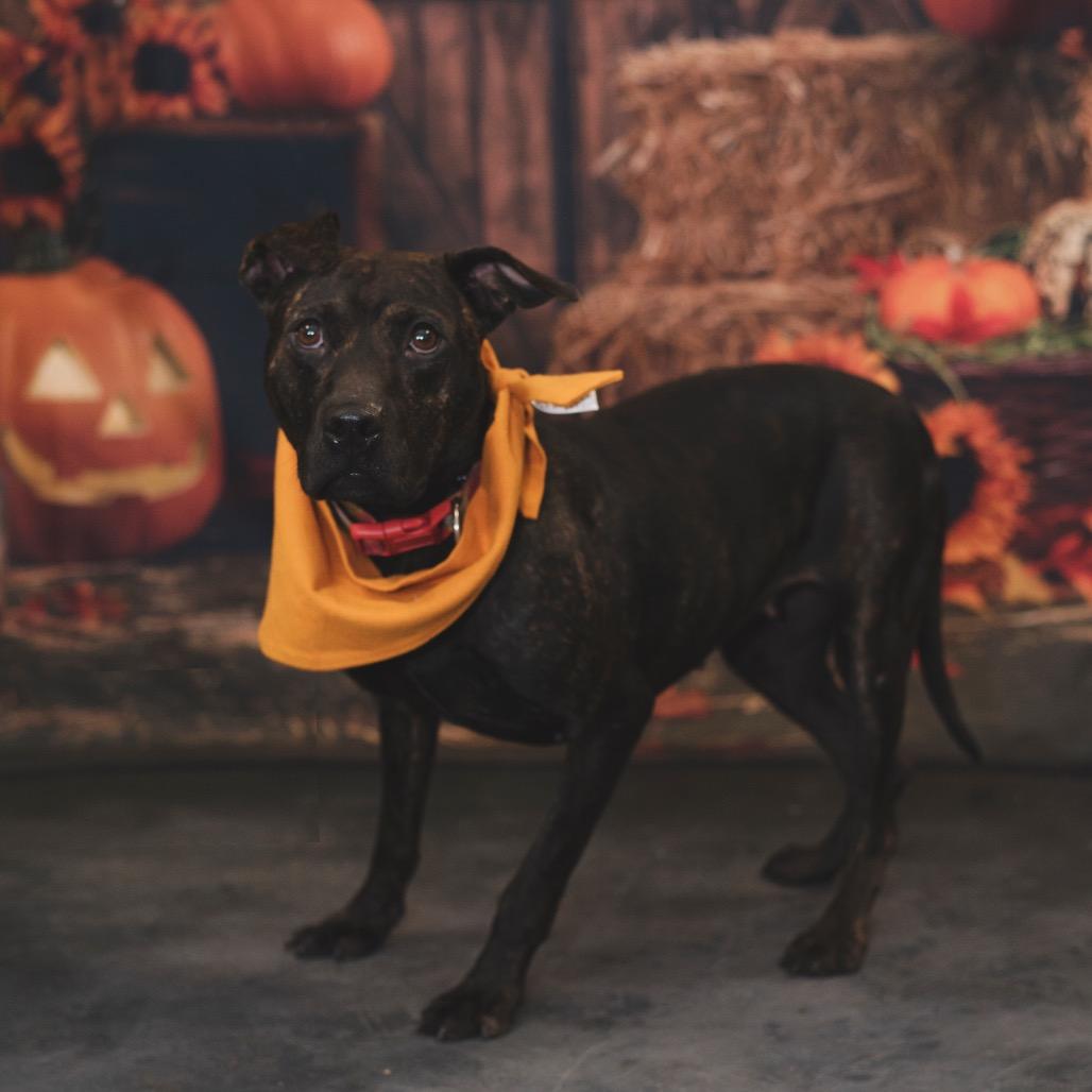 Pepper, a Adoptable Pit Bull Terrier in Port Richey, FL image 6/6