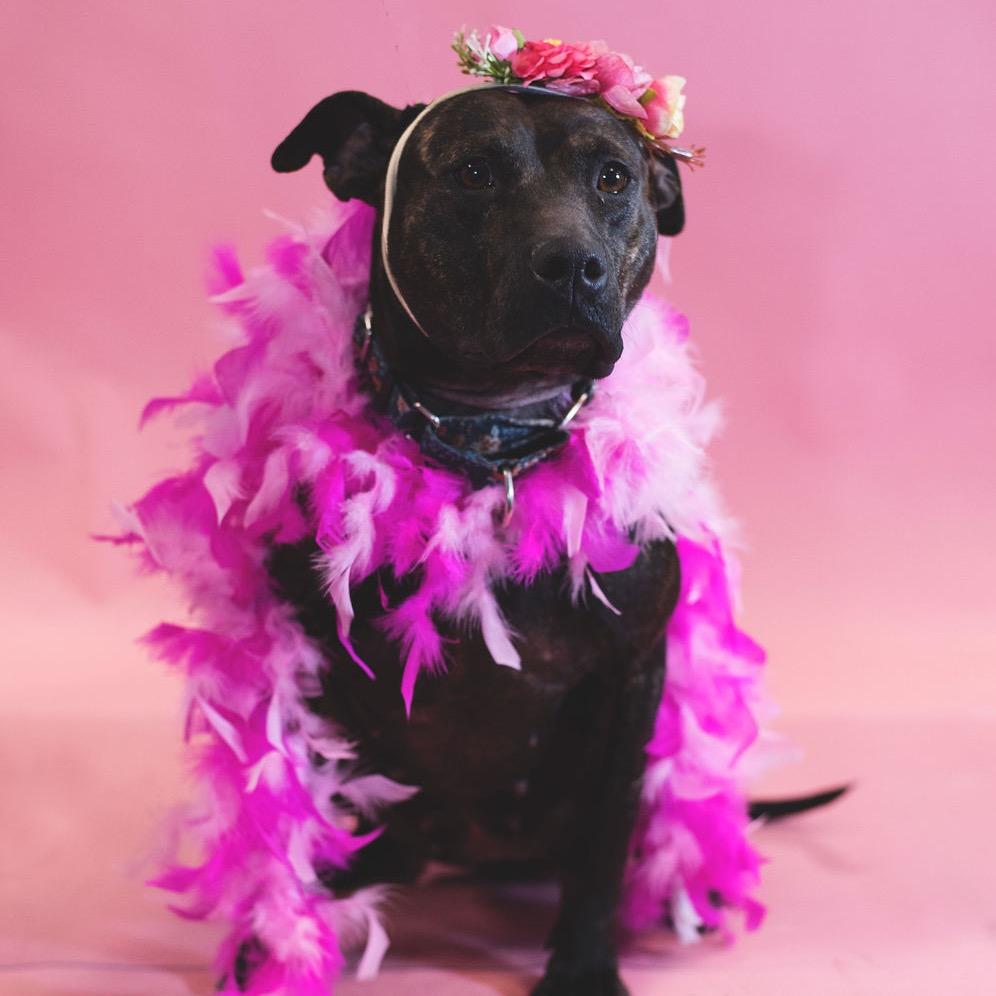 Enlarge Pepper, a Adoptable Pit Bull Terrier in Port Richey, FL image 6/6