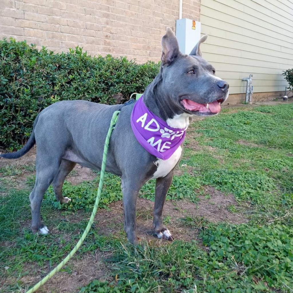Navi, Adoptable, Adult Female Pit Bull Terrier.